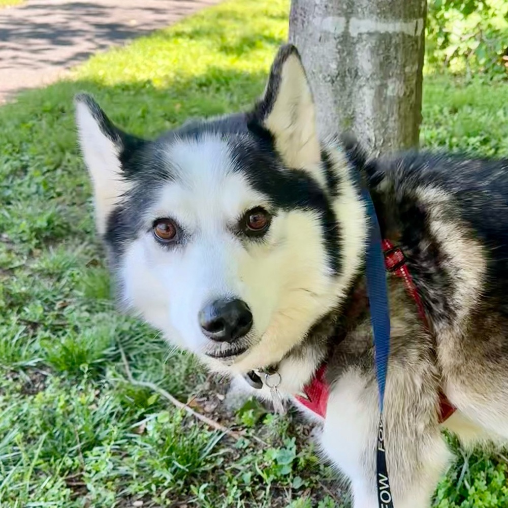 Meet your Posher, Posh